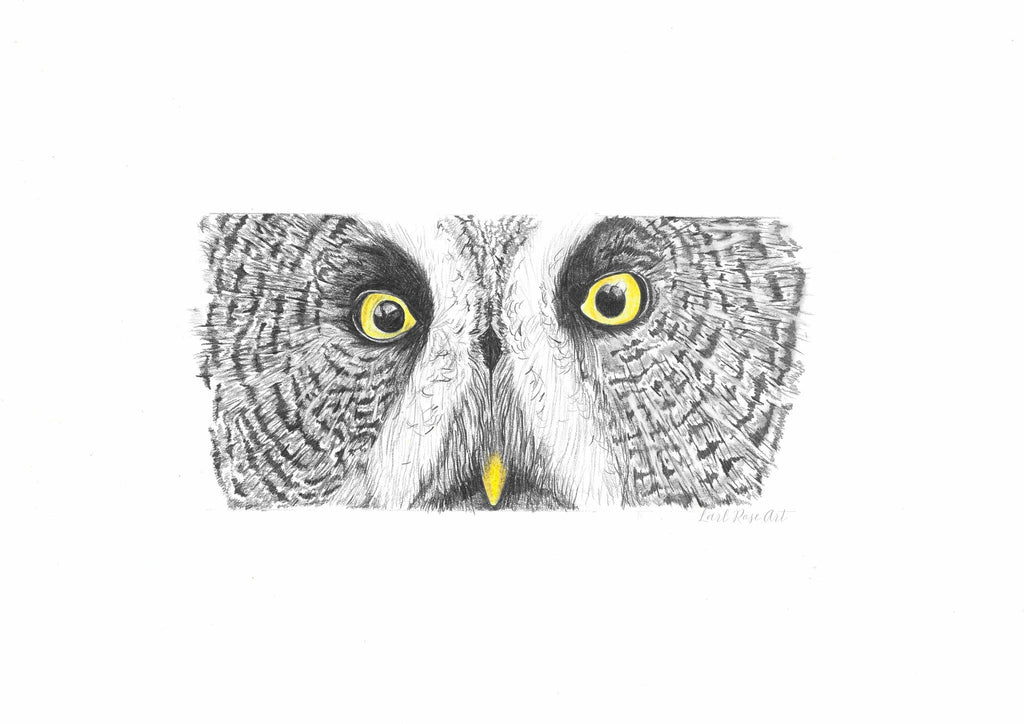 Great Grey Owl Print