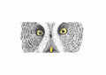 Great Grey Owl Print