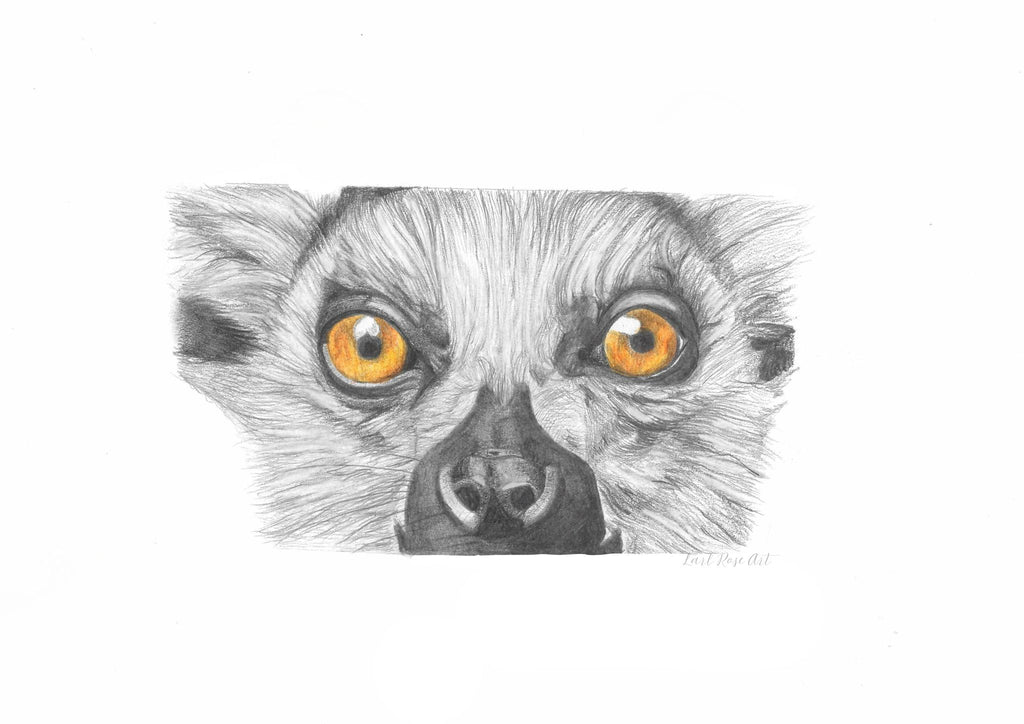 Ring Tailed Lemur Print