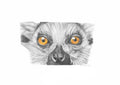Ring Tailed Lemur Print
