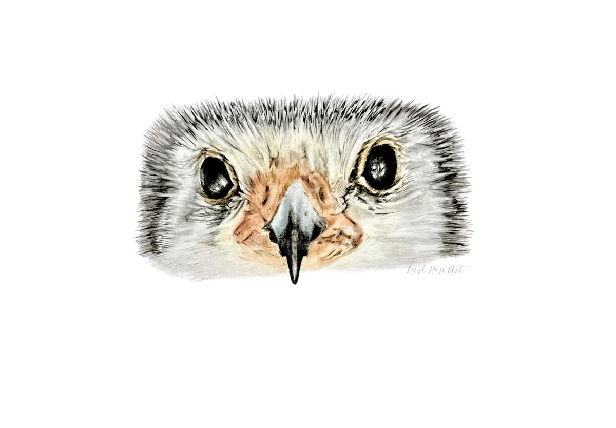 Pygmy Falcon Print