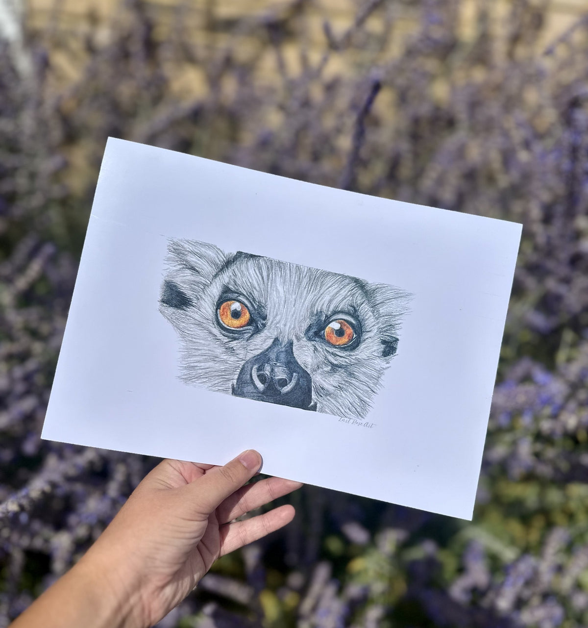 Ring Tailed Lemur Print