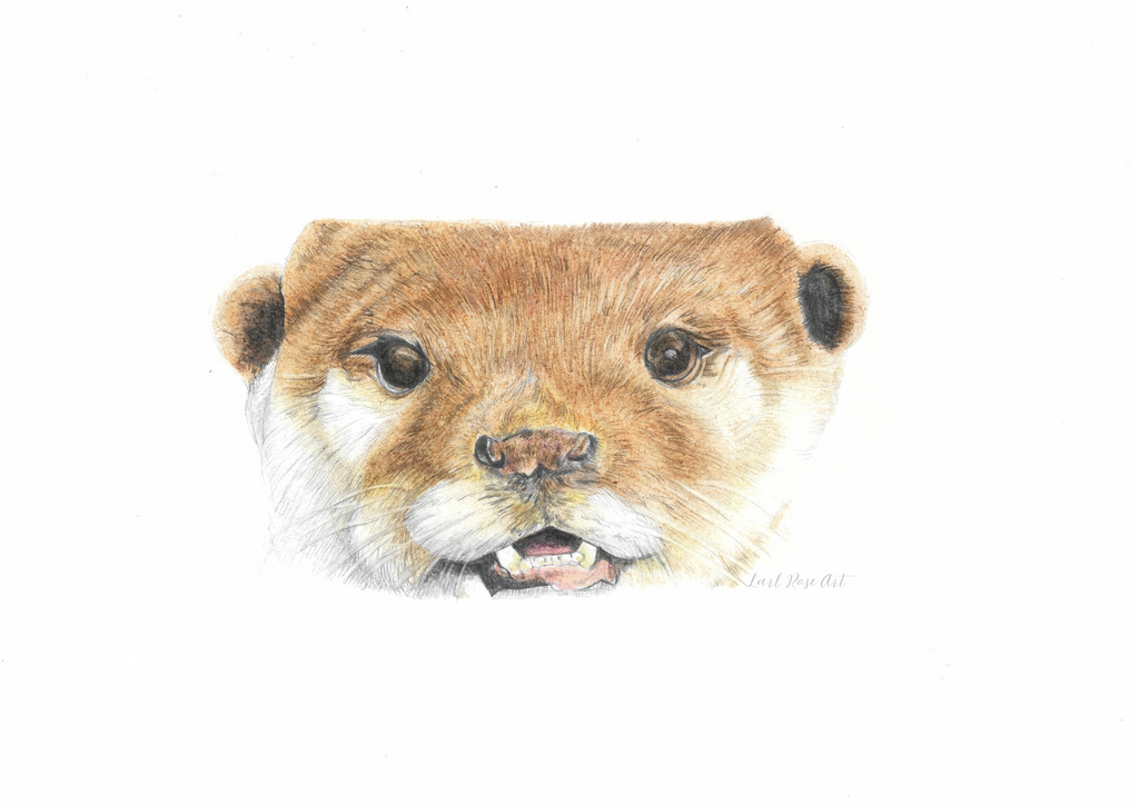 Asian Short Clawed Otter Print