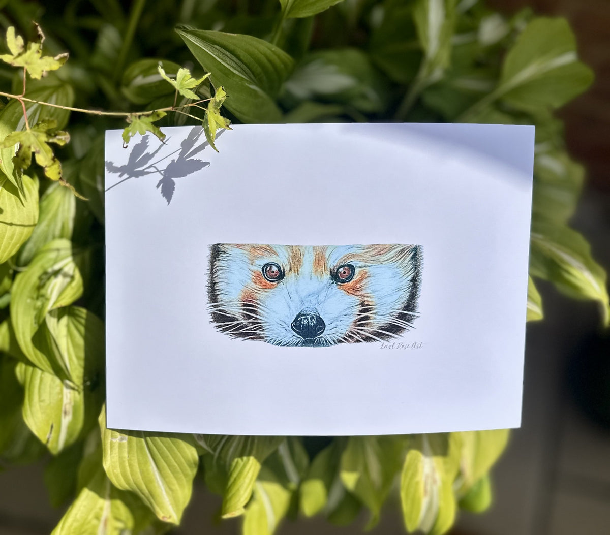 Red Panda Print