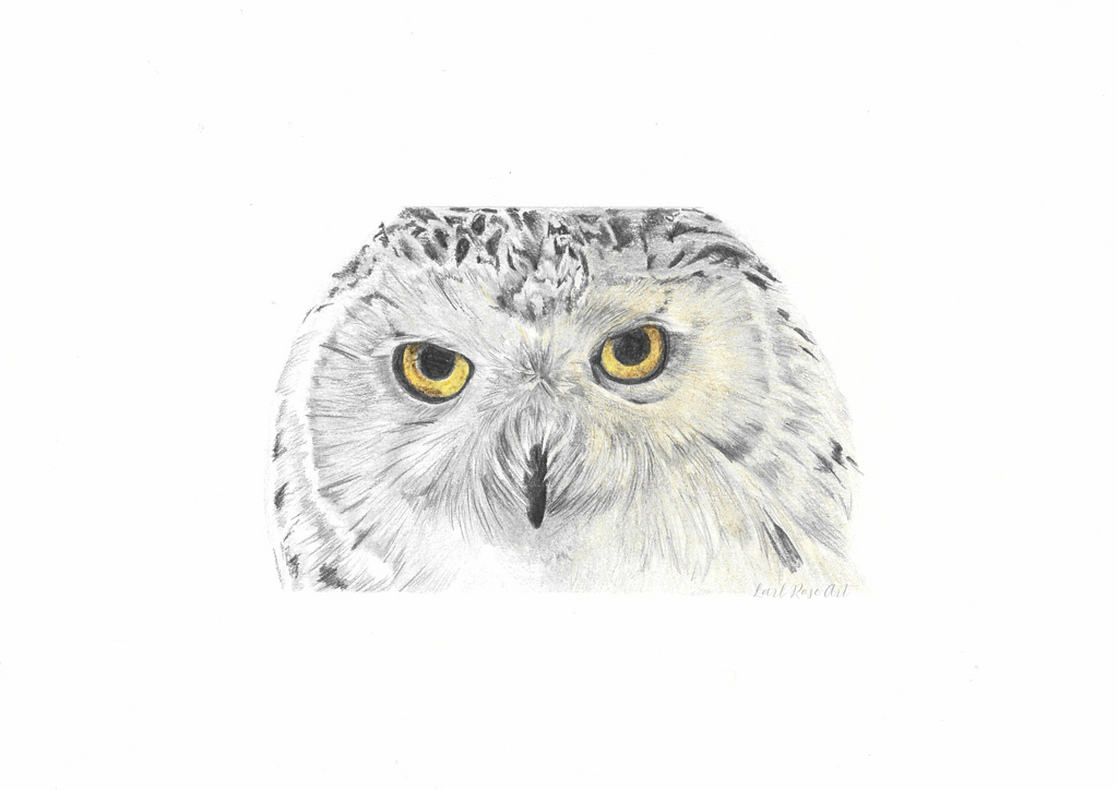 Snowy Owl Print