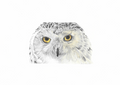 Snowy Owl Print